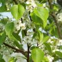 Pyrus calleryana 'Chanticleer'